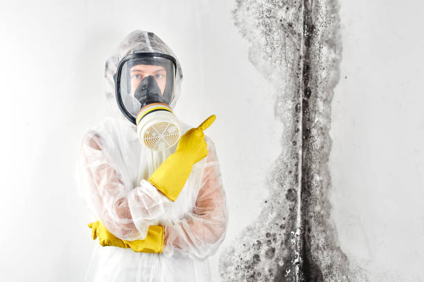 Trusted Aliquippa, PA Mold Removal Experts